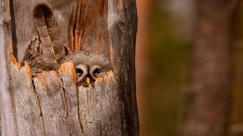 Owl in Tree Hollow — Brown, Alert, Afternoon