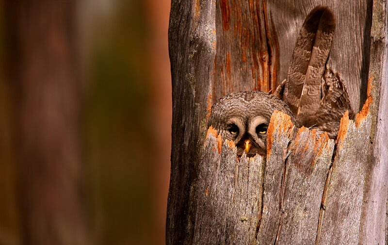 Owl in Tree Hollow — Brown, Alert, Night