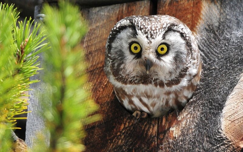 Owl in Tree Hollow — Brown, Alert, Photograph, Pine Needles