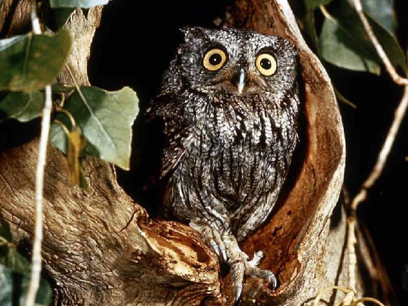 Owl in Tree Hollow — Brown, Alert, Photograph