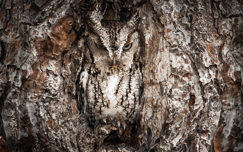 Owl in Tree Hollow — Brown, Alert, Photograph, Tree Bark, Gray