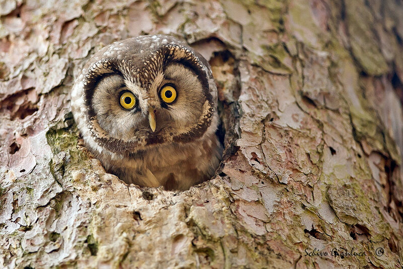 Owl in Tree Hollow — Brown, Alert