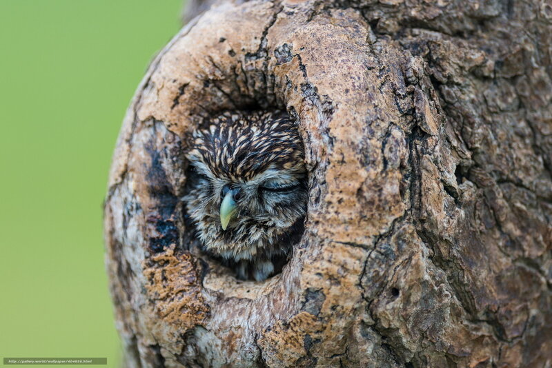 Owl in Tree Hollow — Brown, Calm, Morning