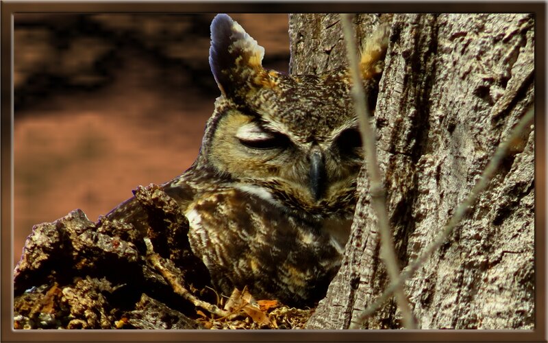 Owl in Tree Hollow — Brown, Calm, Night
