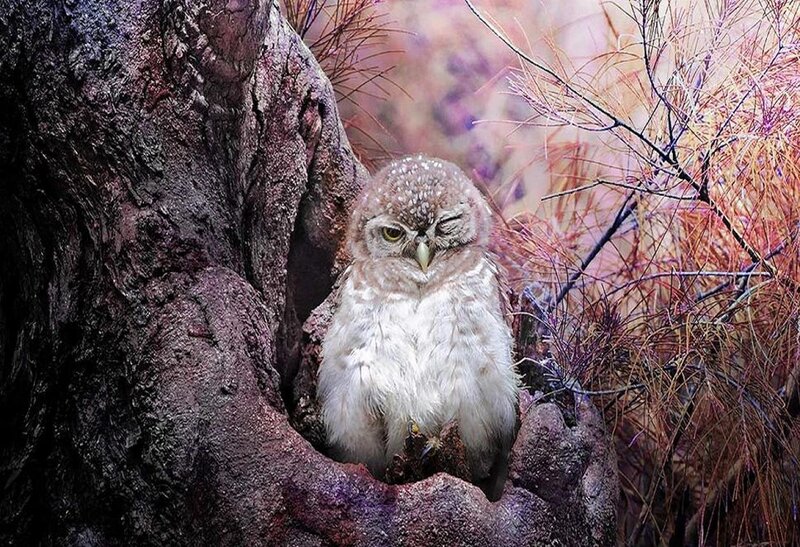 Owl in Tree Hollow — Brown, Calm, Photograph, Branches