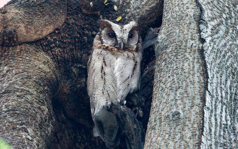 Owl in Tree Hollow — Brown, Calm, Photograph, Feathers, Gray