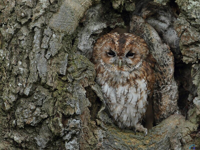 Owl in Tree Hollow — Brown, Calm, Photograph