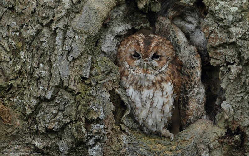 Owl in Tree Hollow — Brown, Calm, Photograph, Tree Bark