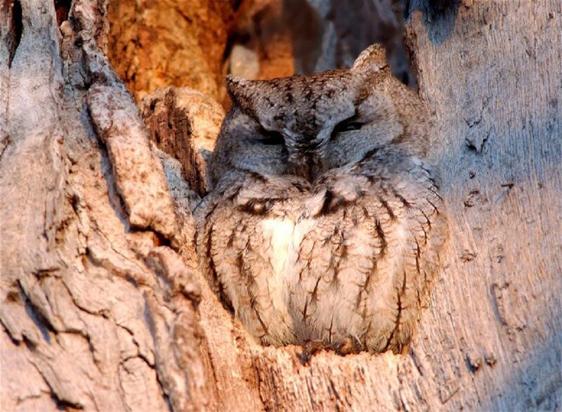 Owl in Tree Hollow — Brown, Calm, Sunset
