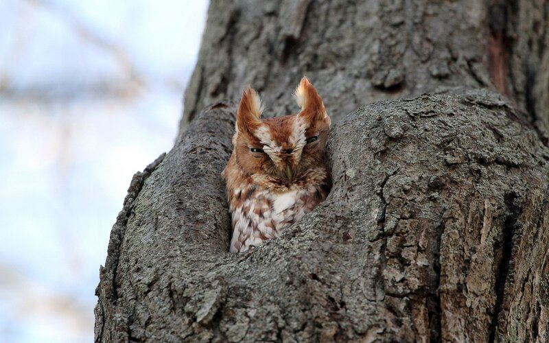 Owl in Tree Hollow — Brown, Calm