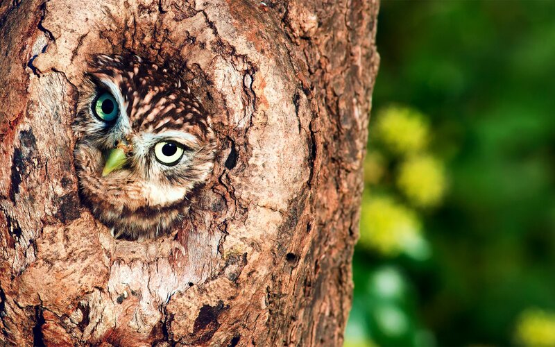 Owl in Tree Hollow — Brown, Curious, Afternoon