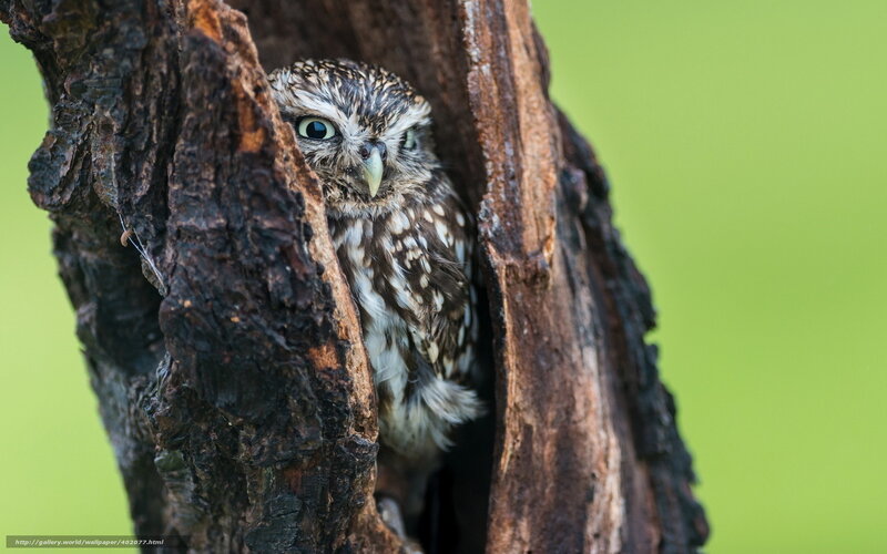 Owl in Tree Hollow — Brown, Curious, Photograph, Green Background