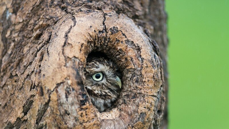 Owl in Tree Hollow — Brown, Curious, Photograph, Hole
