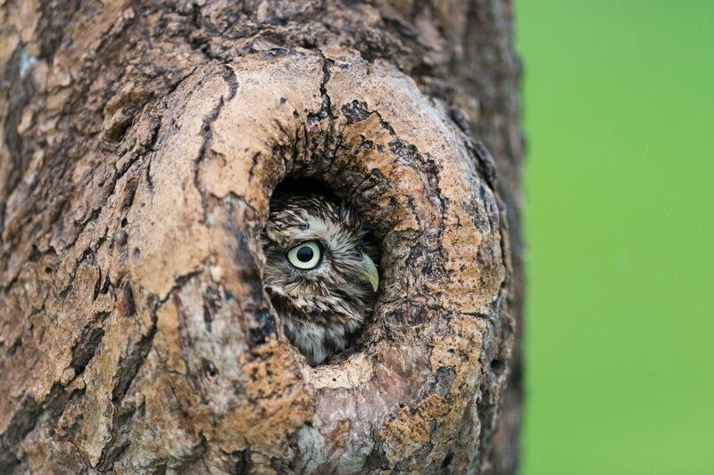 Owl in Tree Hollow — Brown, Curious, Photograph