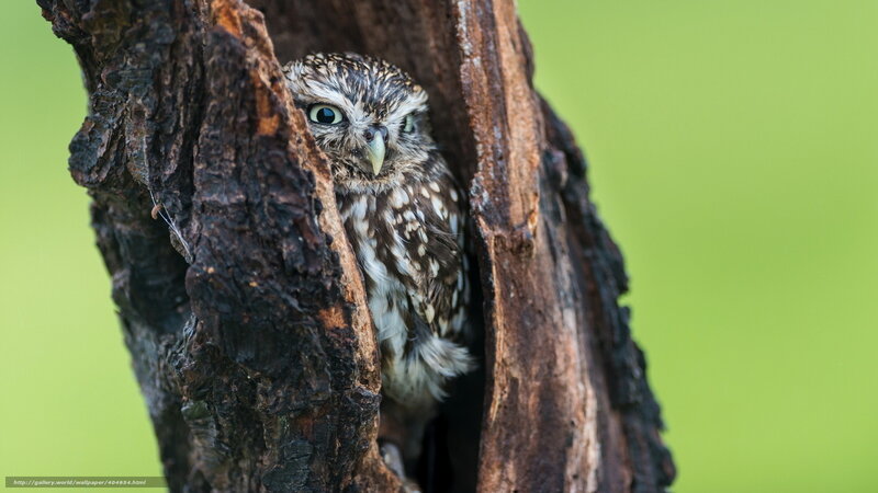 Owl in Tree Hollow — Brown, Curious, Photograph, Tree Trunk