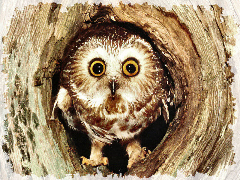 Owl in Tree Hollow — Brown, Curious