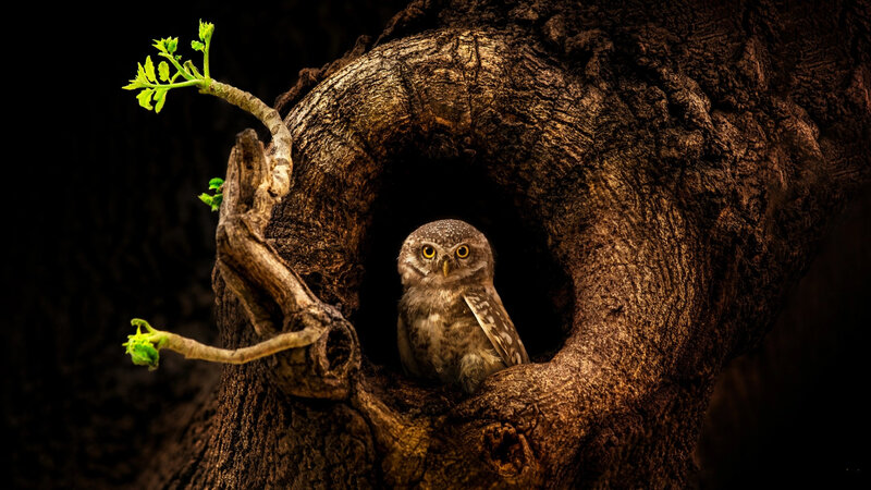 Owl in Tree Hollow — Brown, Dramatic, Night