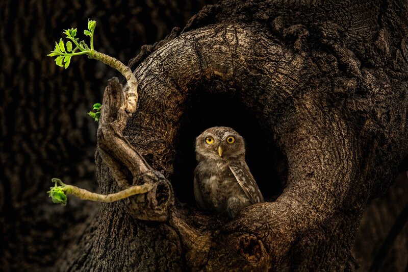 Owl in Tree Hollow — Brown, Dramatic