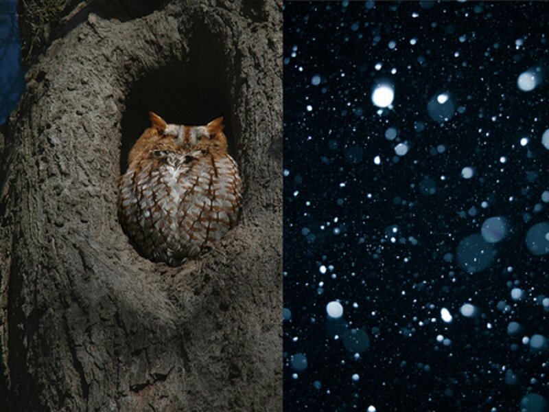 Owl in Tree Hollow — Brown, Serene