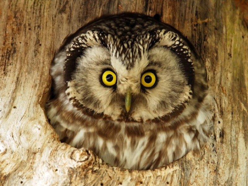 Owl in Tree Hollow — Brown