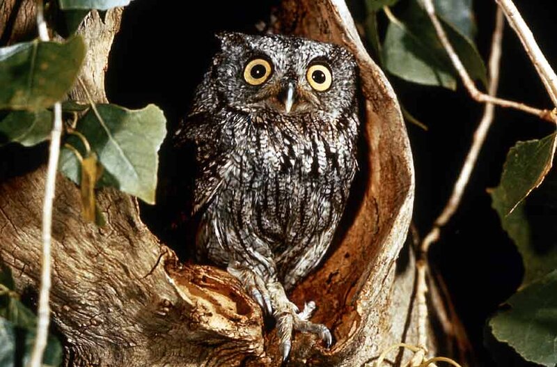 Owl in Tree Hollow — Gray