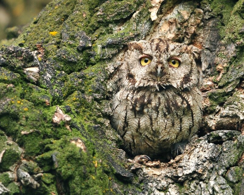 Owl in Tree Hollow — Green, Alert, Photograph