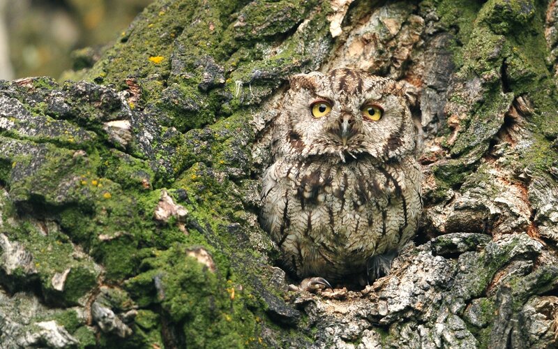 Owl in Tree Hollow — Green, Alert