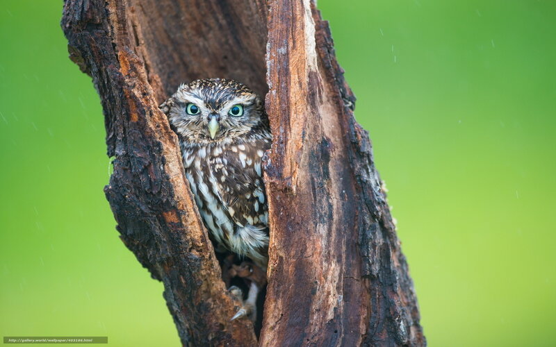 Owl in Tree Hollow — Green, Calm