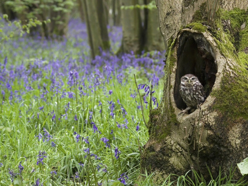 Owl in Tree Hollow — Green