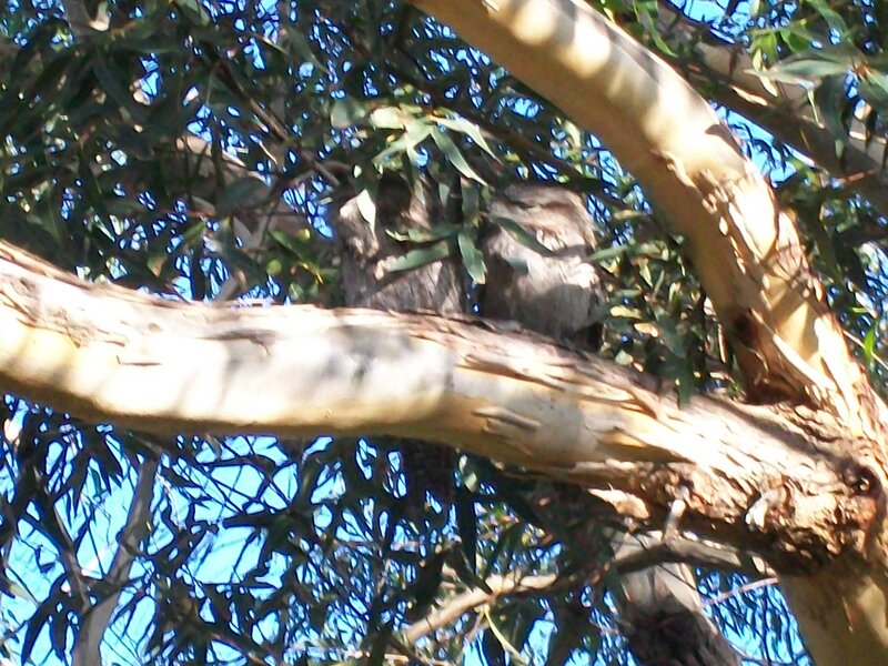 Owl in Tree
