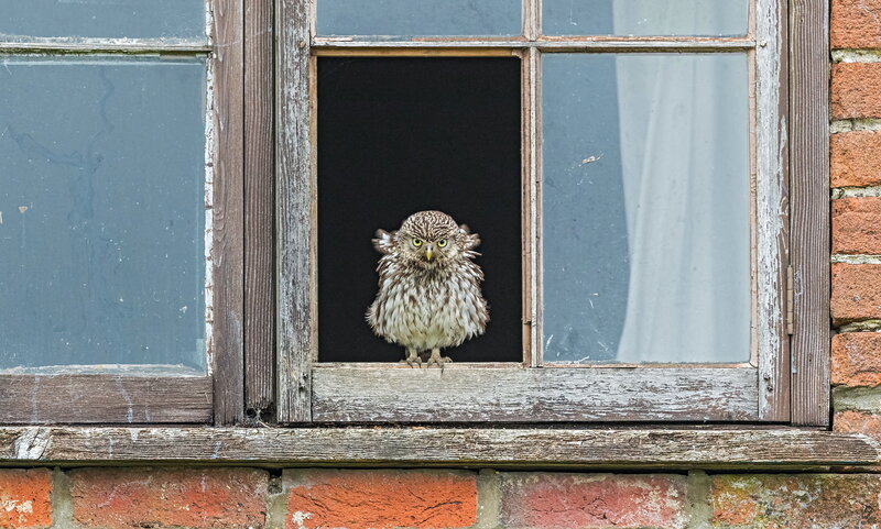 Owl in Window