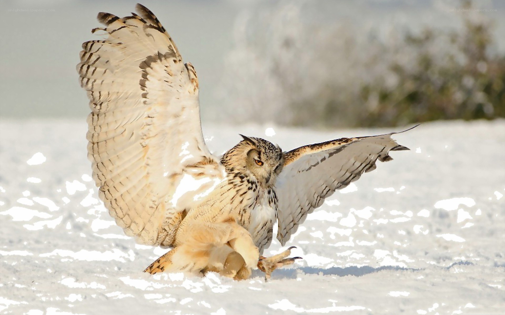 Owl landing in snow