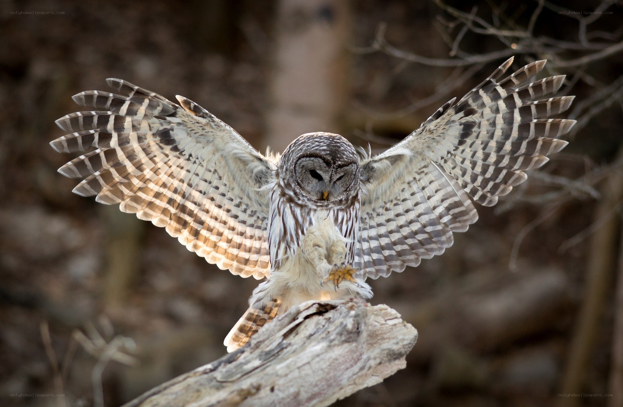 Owl landing on a branch