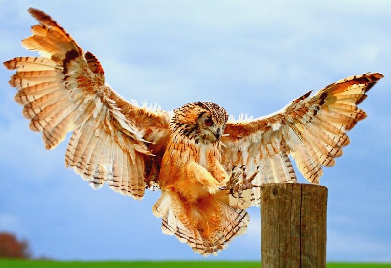 Owl landing on a post