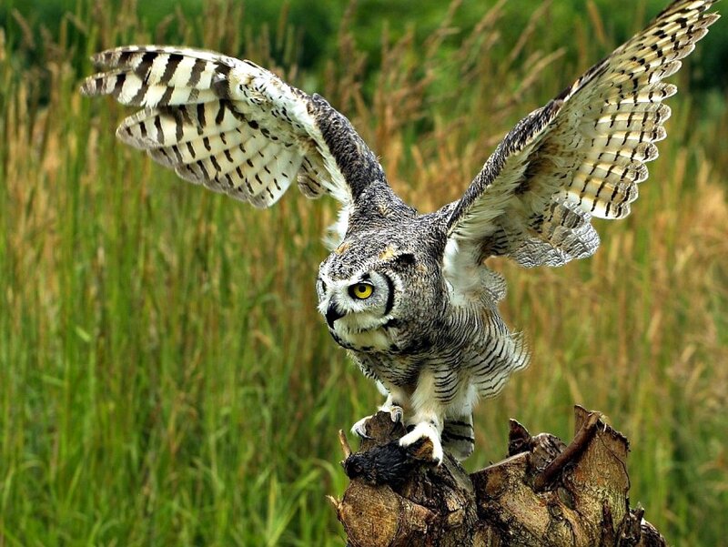 Owl landing on a stump