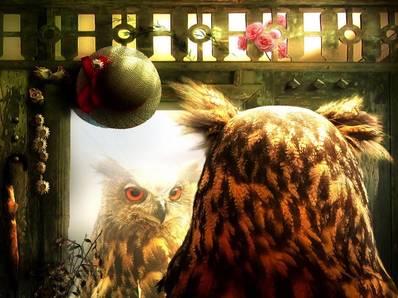 Owl Looking in Mirror