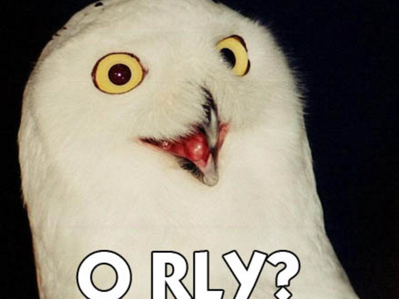 owl meme with text