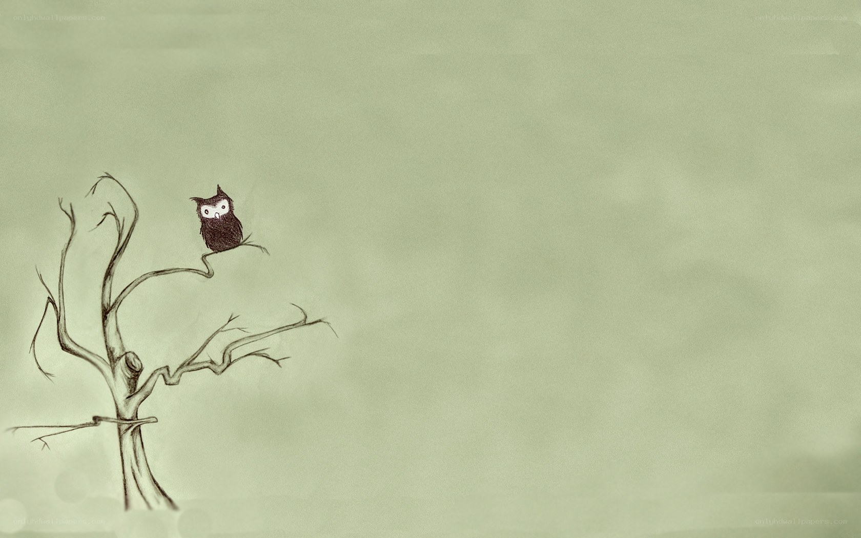 Owl on a bare tree