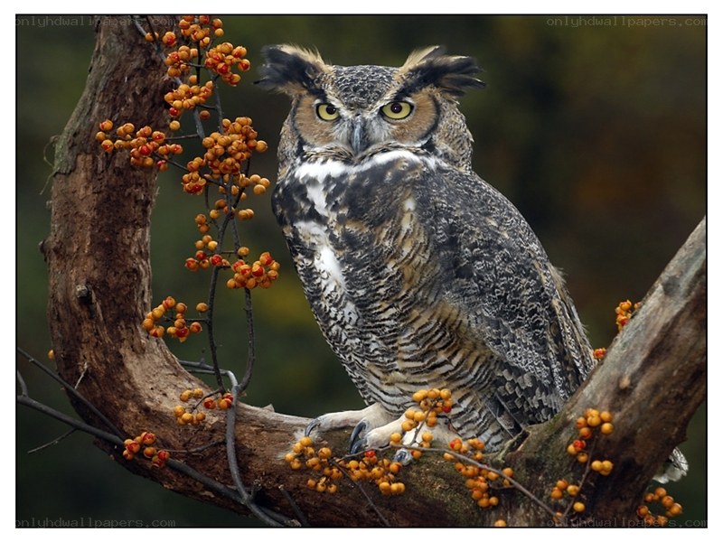 Owl on a berry branch