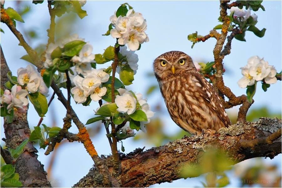 Owl on a blossoming branch