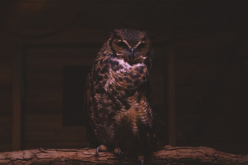 owl on a branch at night