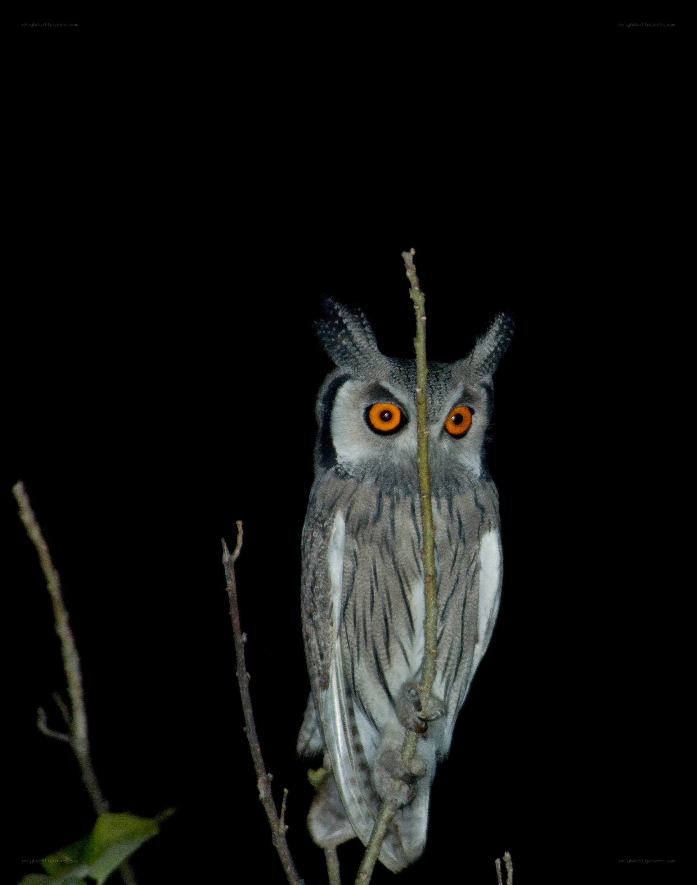 Owl on a branch at night