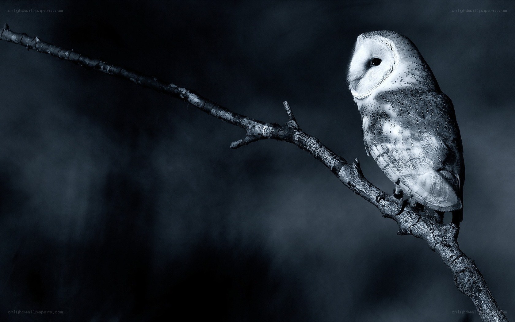 Owl on a branch at night