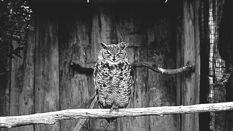 Owl on a Branch — Black, Calm