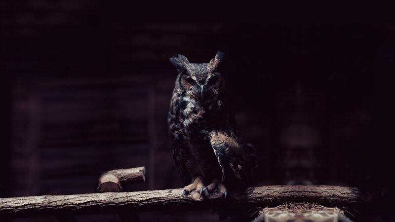 Owl on a Branch — Black, Dramatic, Night