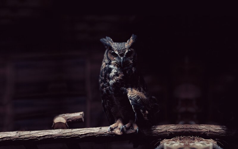 Owl on a Branch — Black, Dramatic
