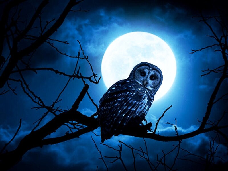 Owl on a Branch — Blue, Dramatic, Night