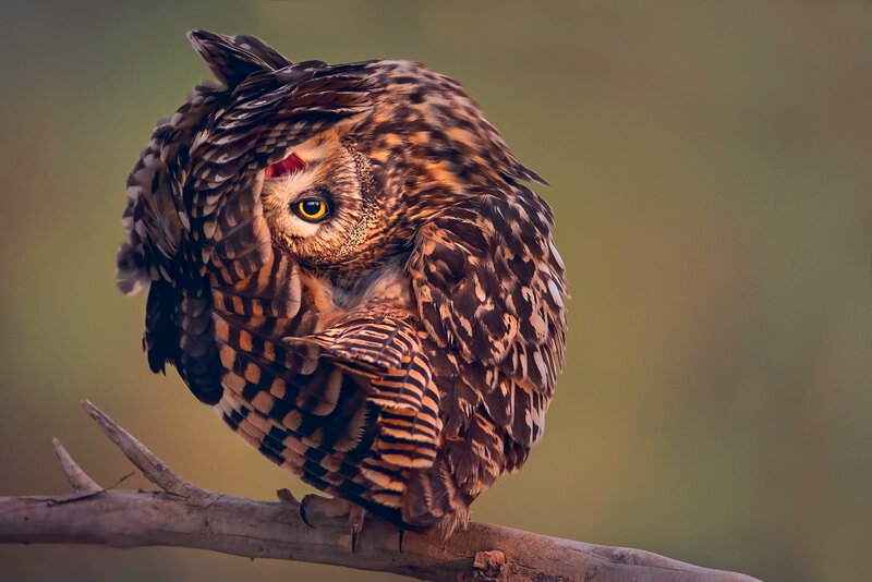Owl on a Branch — Brown, Alert, Sunset, Photograph
