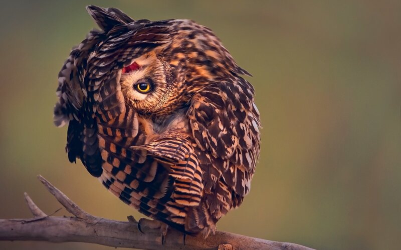 Owl on a Branch — Brown, Alert, Sunset