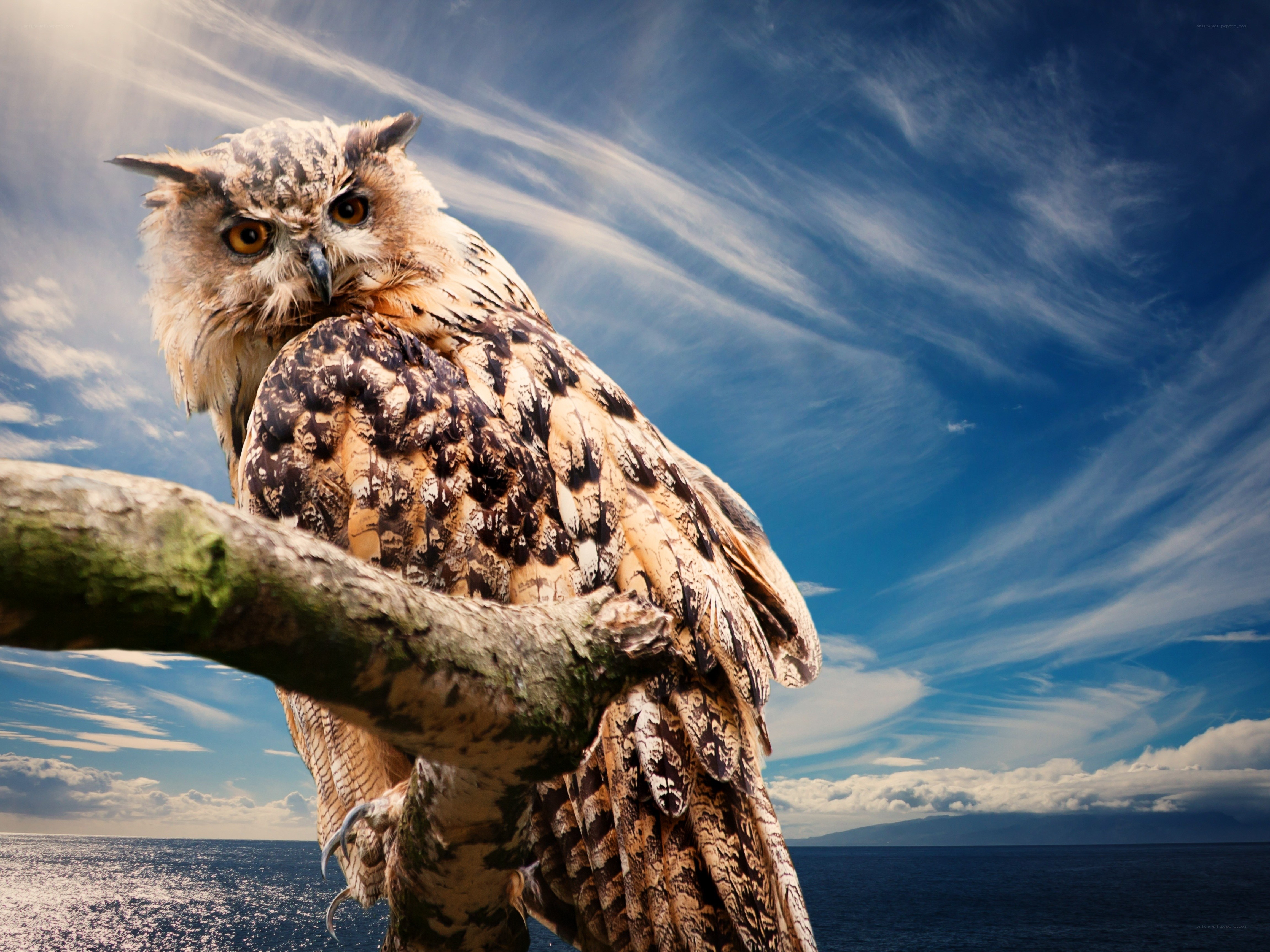 Owl on a branch by the sea
